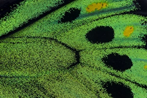 Images Dated 9th February 2014: Close-up detail Wing Pattern of Tropical Butterfly