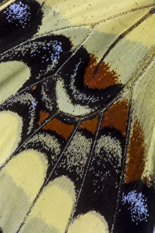 Images Dated 10th February 2014: Close-up detail Wing Pattern of Tropical Butterfly
