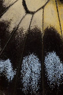 Images Dated 9th February 2014: Close-up detail Wing Pattern of Tropical Butterfly