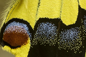 Images Dated 6th January 2015: Close-up detail Wing Pattern of Tropical Butterfly