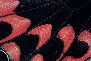 Images Dated 11th January 2007: Close-up detail Wing Pattern of Tropical Butterfly