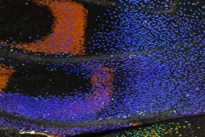 Images Dated 26th December 2007: Close-up detail Wing Pattern of Tropical Butterfly
