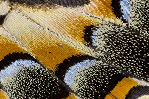 Images Dated 7th November 2014: Close-up detail Wing Pattern of Tropical Butterfly