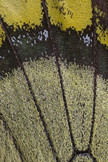 Images Dated 18th November 2014: Close-up detail Wing Pattern of Tropical Butterfly
