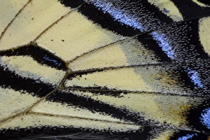 Images Dated 22nd November 2014: Close-up detail Wing Pattern of Tropical Butterfly