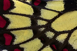 Images Dated 22nd November 2014: Close-up detail Wing Pattern of Tropical Butterfly