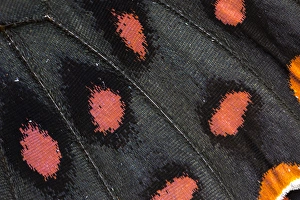 Images Dated 22nd November 2014: Close-up detail Wing Pattern of Tropical Butterfly