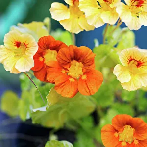 Janet Muir Prints: Close-up of yellow and orange flowers