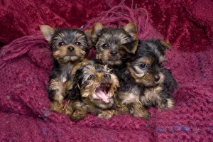 Jim Zuckerman Prints: Close-up of Yorkshire terrier puppies on blanket