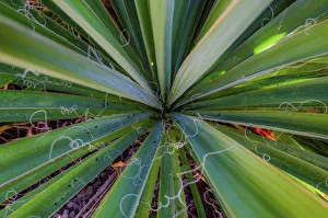 Close-up of yucca plant leaves