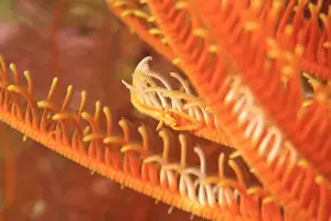 Crinoid Prints: close view of crinoid shrimp, Scuba Diving at Tukang Besi / Wakatobi Archipelago Marine Preserve