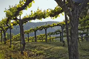 El Dorado County Prints: Close up of vines at Gold Hill Vineyard & Brewery above American River Canyon