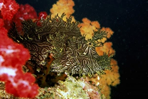 Eco System Prints: Close up of Weedy Scorpionfish, or rhinopia apanes