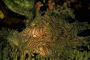 Close up of Weedy Scorpionfish, rhinopias aphanes