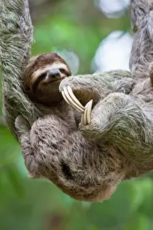 Costa Rica Prints: Close up of a young Brown-throated Sloth (Bradypus variegatus) nurses its baby