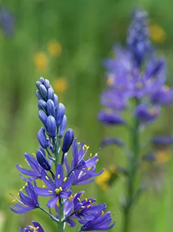 Lupine Prints: Closeup of lupine wildflower
