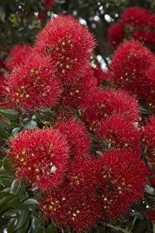 Crimson Prints: Closeup of native Pohutukawa flowers (metrosideros excelsa) in the Bay of Islands