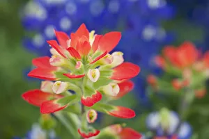 Closeup of paintbrush(Castilleja foliolosa), Texas, USA