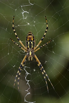 Spider Prints: Closeup of the two palps (feelers) on the Female Black and Yellow Argiope