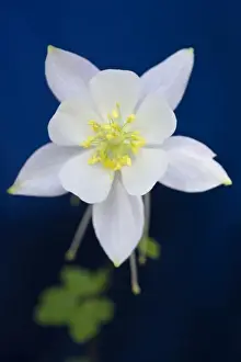 Images Dated 19th July 2008: A closeup photo of a white Columbine (Aquilegia scopulorum) flower variety found