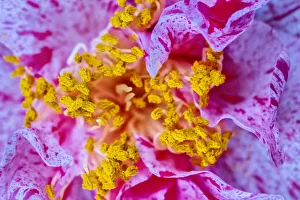 Closeup of pollen on stamen on variegated flower petals Closeup of pollen on stamen on variegated flower petals