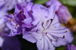 Azalea Prints: Closeup of purple Azalea (Rhododendron prinophyllum)