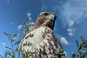 Prints of Closeup of red tailed hawk Images Dated 2022 May: Closeup of red tailed hawk