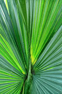 Frond Prints: Closeup of a sabal palm, Florida