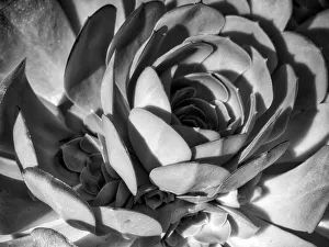 Succulent Prints: Closeup of a Succulent