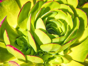 Images Dated 23rd June 2020: Closeup of a Succulent