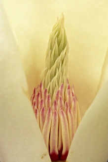 Center Prints: Closeup of Yulan Magnolia blossom
