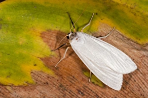 Images Dated 2nd September 2010: Cloud Forest Moth, Mindo, Cloud Forest, West slope of Andes, Ecuador