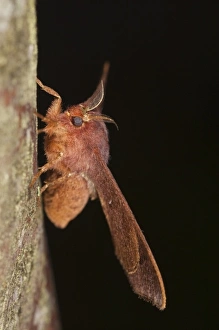 Mindo Prints: Cloud Forest Moth, Mindo, Cloud Forest, West slope of Andes, Ecuador