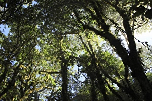 Images Dated 22nd March 2007: Cloud forest Santa Elena Coud Forest Monteverde, Costa Rica