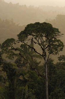 Images Dated 12th August 2006: Cloud forest scenic Photographed west Andes Paz de las Aves cloud forest