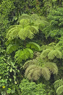 South America Prints: Cloud forest trees and vegetation in the mountains of Bajos del Toro Amarillo