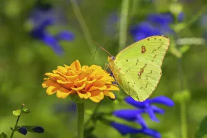 Alighting Prints: Cloudless Sulphur female on zinnia. Marion County, Illinois. (Editorial Use Only)