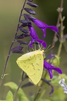 Cloudless Sulphur (Phoebis sennae) at Amistad Salvia (Salvia amistad) in Marion County