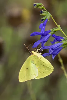 Nectaring Prints: Cloudless Sulphur (Phoebis sennae) at Blue Ensign Salvia (Salvia guaranitica Blue