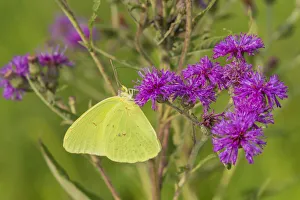 Prints of Cloudless Sulphur (Phoebis sennae) on Missouri Ironweed (Veronia missurica), Marion County, Illinois Images Dated 2020 May: Cloudless Sulphur (Phoebis sennae) on Missouri Ironweed (Veronia missurica)