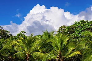 Costa Rica Prints: Clouds over coconut palms at Playa Matapalo, Puntarenas Province, Costa Rica