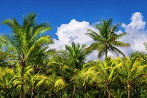 Prints of Clouds over coconut palms at Playa Matapalo, Puntarenas Province, Costa Rica Images Dated 2024 October: Clouds over coconut palms at Playa Matapalo, Puntarenas Province, Costa Rica