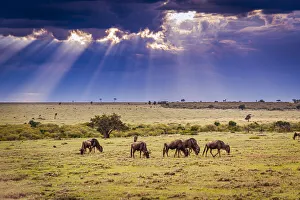 Images Dated 2021: Clouds with sun rays streaming down on Masai Mara in Kenya, Africa