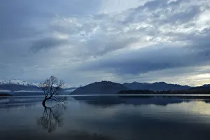 Images Dated 3rd May 2018: Clouds and That Wanaka Tree reflected in Lake Wanaka, Otago, South Island