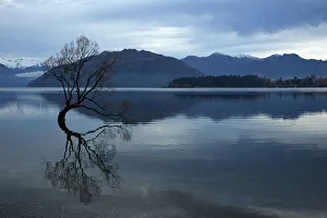 Central Otago Prints: Clouds and That Wanaka Tree reflected in Lake Wanaka, Otago, South Island