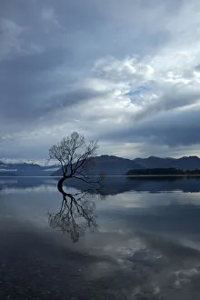 Images Dated 3rd May 2018: Clouds and That Wanaka Tree reflected in Lake Wanaka, Otago, South Island