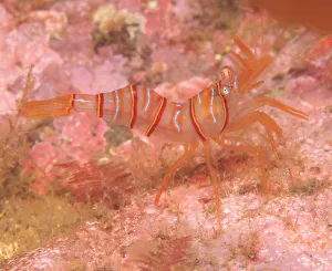 Clown Shrimp (Lebbeus grandimanus), Admiralty Island, South East Alaska, Inside Passage