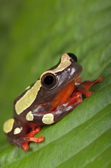 Frog Prints: Clown Tree Frog (Dendropsophus sarayacuensis, formerly Hyla leucophyllata)