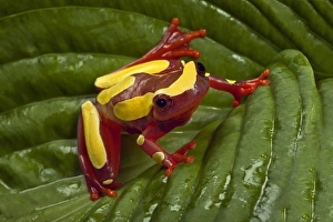 Rainforest Prints: Clown tree frog, Hyla leucophyllata