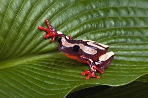 Clown tree frog, Hyla leucophyllata